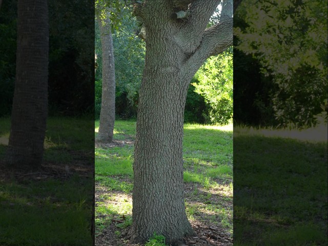 Why Everyone Should Plant A Native Tree