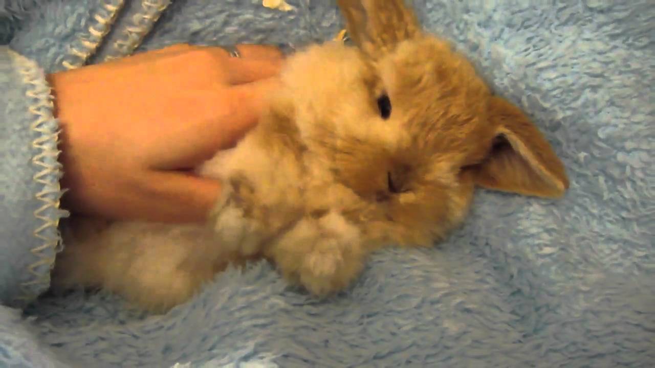 fluffy lop eared rabbit