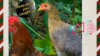 How Do I STOP My Chickens From Eating My Plants(Easy & Cheap Method) Are The Chicken Chicks Ready To Eat Plants When To Start Feeding Plants To Your Chickens
