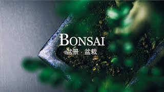 Bonsai - 4K