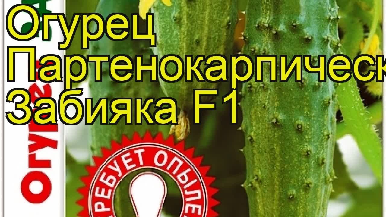 Выращивание огурца Забияка