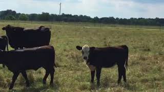 Details Cattle Range Listing 806C351-201 Guide
