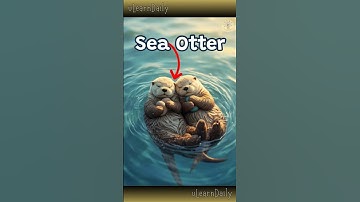 The Cutest Thing Sea Otters Do! #SeaOtter #OtterFacts #CuteAnimals #AnimalShorts #shorts