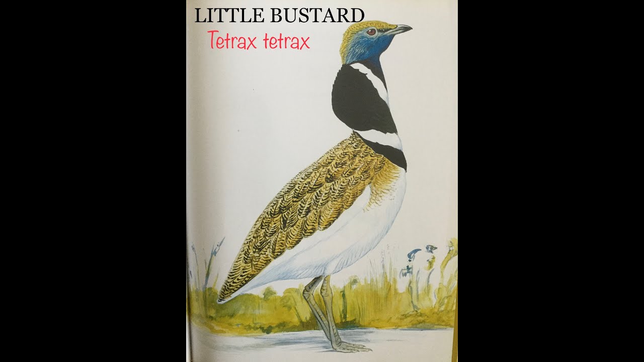 LITTLE BUSTARD (Tetrax Tetrax) Bird Song