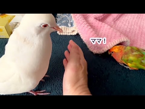 ギンバトの求愛・助けを呼ぶコザクラインコ・レッドフェザーが一番強かった頃の可愛い行動