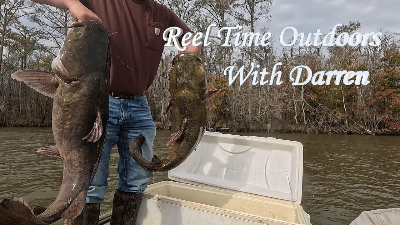 Catching GIANT Catfish on limb lines!!!