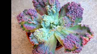 Echeveria Expert Part 2: Dick Wrights Cultivars