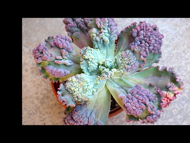 Echeveria Expert Part 2: Dick Wright's Cultivars - YouTube
