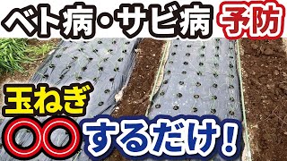 【最強無料】玉ねぎ栽培でベト病・さび病を⭕⭕して予防する方法を伝授