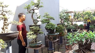 Cây nhập ngoại kiểu dáng độc đáo và những cây tuyệt đẹp giá tiền ntn - price of bonsai tree