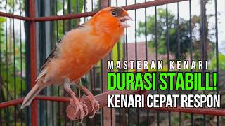 Masteran Kenari Roll Panjang Jernih Pancingan Agar Kenari Cepat Buka Paruh Ngerol Panjang