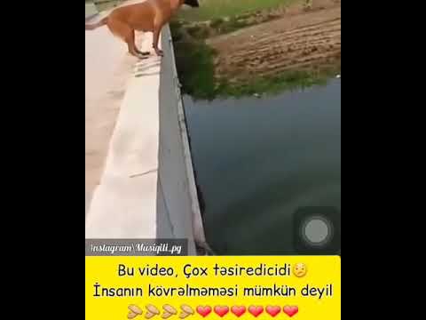 Milyonları ağladan video (Vefali İt) İzle 2019