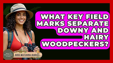 What Key Field Marks Separate Downy And Hairy Woodpeckers? - Bird Watching Diaries
