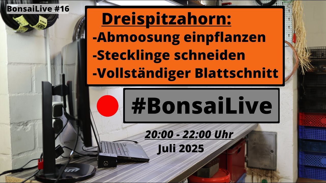 Drei Arbeiten am Dreispitzahorn im Juli 2025 - Live aus dem Keller | #16BonsaiLiveStream