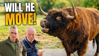 Moving Our Massive Highland Bull… Will Murphy Behave? 🐂