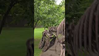 Bone T-Rex Vs Dino Dex And Kayla Run