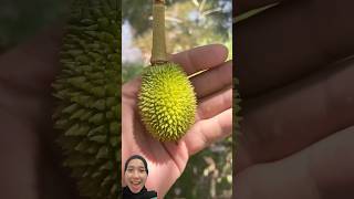 Buah Durian Dari Minggu Ke Minggu