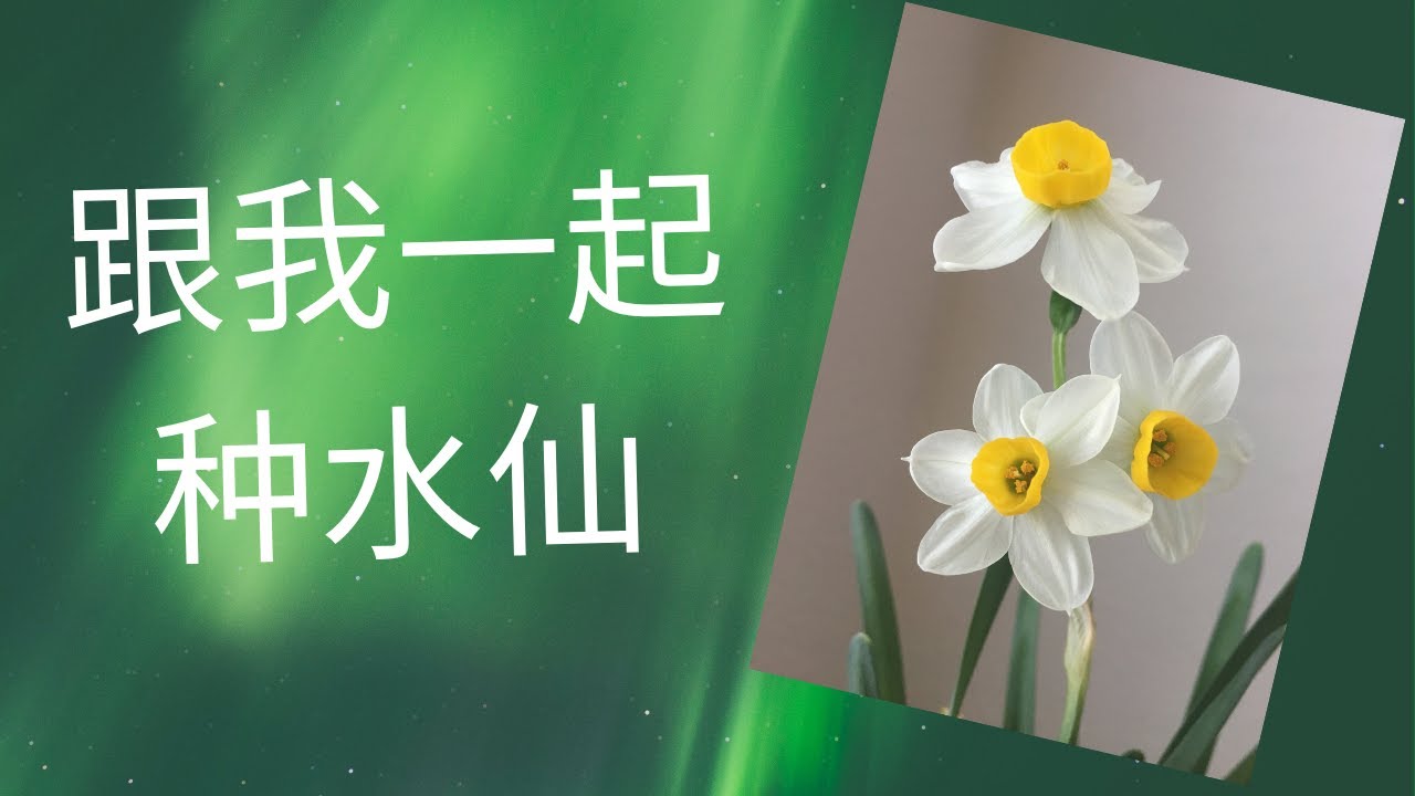 室内植物 种盆水仙好过年 Plant With Me Paperwhite Youtube