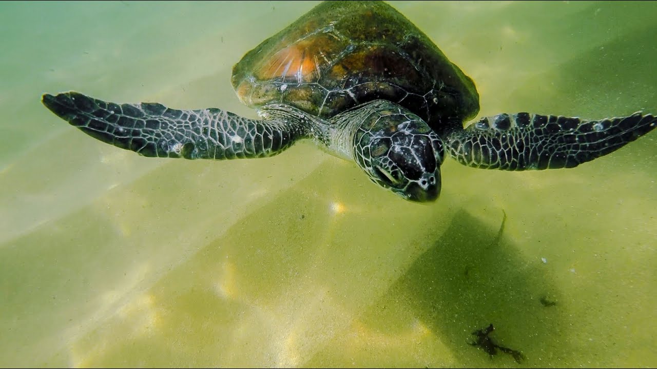DOWN UNDER THE WATER - BEST OF MANLY. SNORKEL AUSTRALIA-SHELLY BEACH-SYDNEY HARBOR-CABBAGE TREE BAY