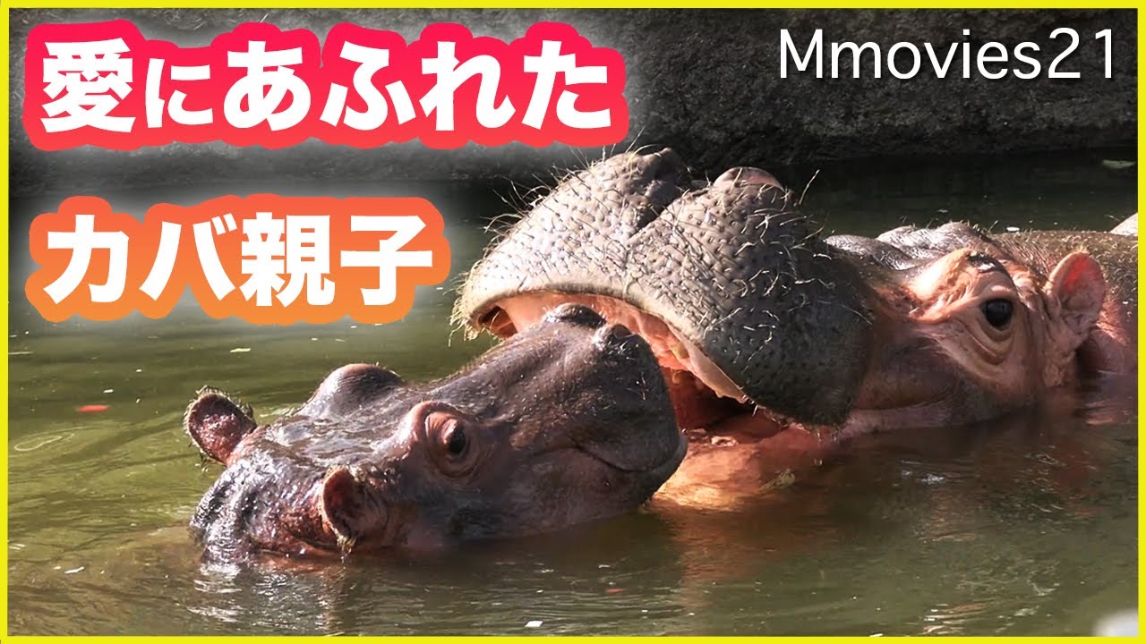 【カバ親子】母に甘える姿が幸せ過ぎる 旭山動物園の旭子と凪子 Happy hippo nap