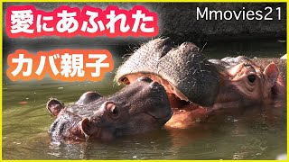 【カバ親子】母に甘える姿が幸せ過ぎる 旭山動物園の旭子と凪子 Happy hippo nap
