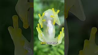 AJAIB 🤩 Katak Kaca Memiliki Tubuh Transparan #shorts #glassfrog #katak #faktaunikhewan