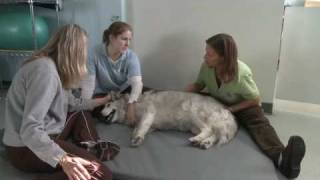 Pet TLC at California Animal Rehabilitation