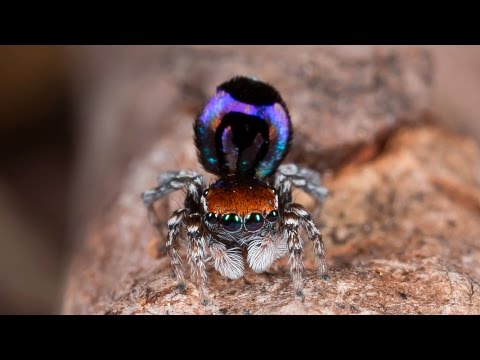 Peacock Spider 18 (Maratus robinsoni)