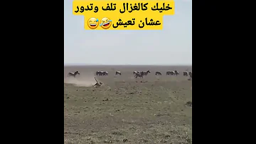 انطلاقة صاروخيه للفهد الصياد بس الغزال يلف ويدور فهد 