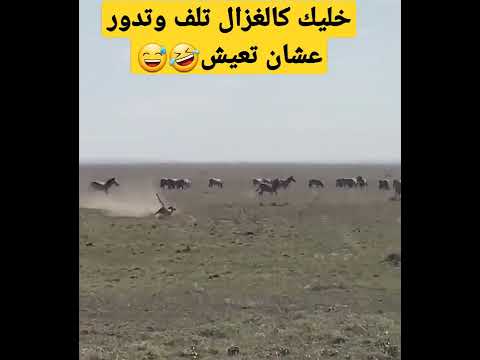 انطلاقة صاروخيه للفهد الصياد بس الغزال يلف ويدور فهد 