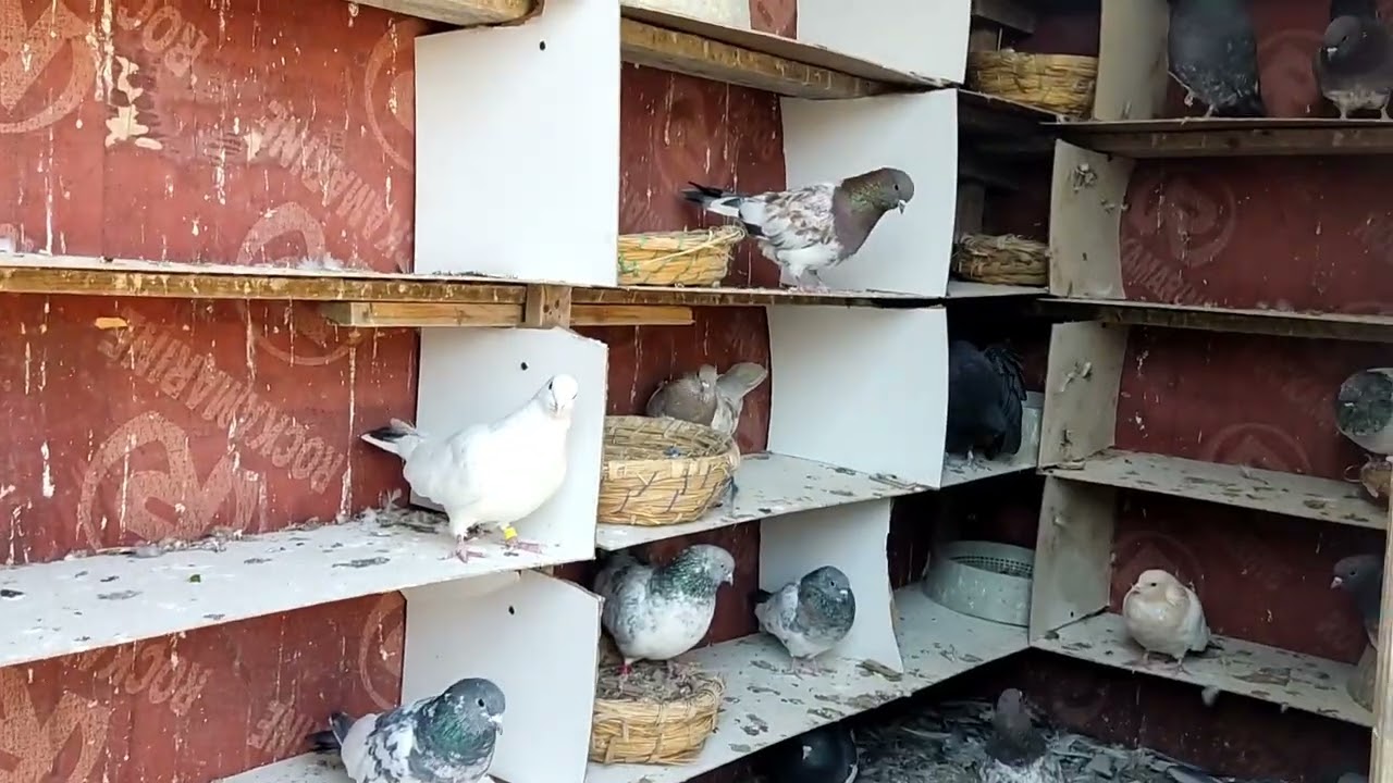 حبايب الكلب شلونكم ماشاءالله عبالك صيف صيد اليل طيره حلوه شبيه العالم اتغار مني ليش ماعرف مامذي احدد