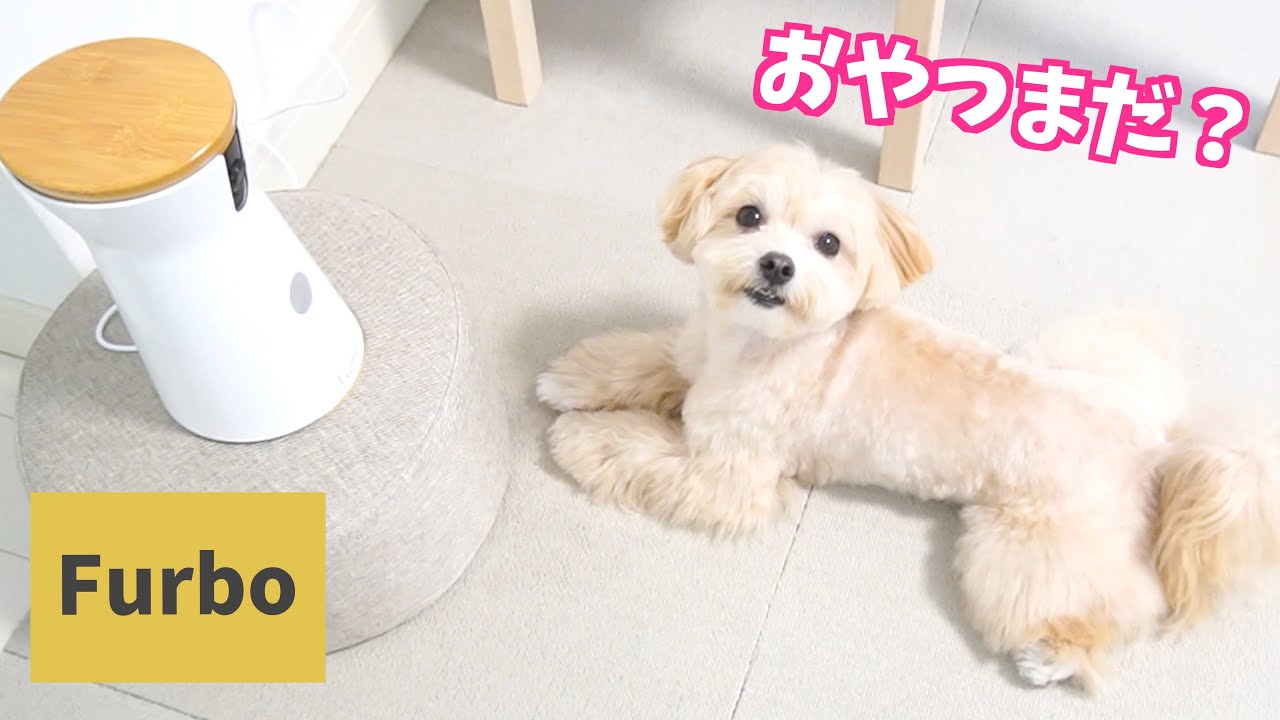 お留守番中の愛犬をモニタリングしたら…こんなことをしていました🥺【Furboドッグカメラ】