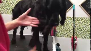 Trabajo De Cepillado En La Peluquera De Centros Veterinarios Mascoteros