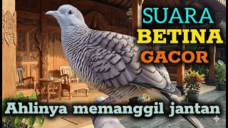 Download Lagu Pancingan perkutut betina memanggil jantan MP3