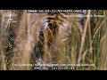 Tiger hiding&amp;waiting for the right moment to strike | wildlife | tiger | Stock footage