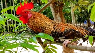 Japanese Bantam Rooster Crowing