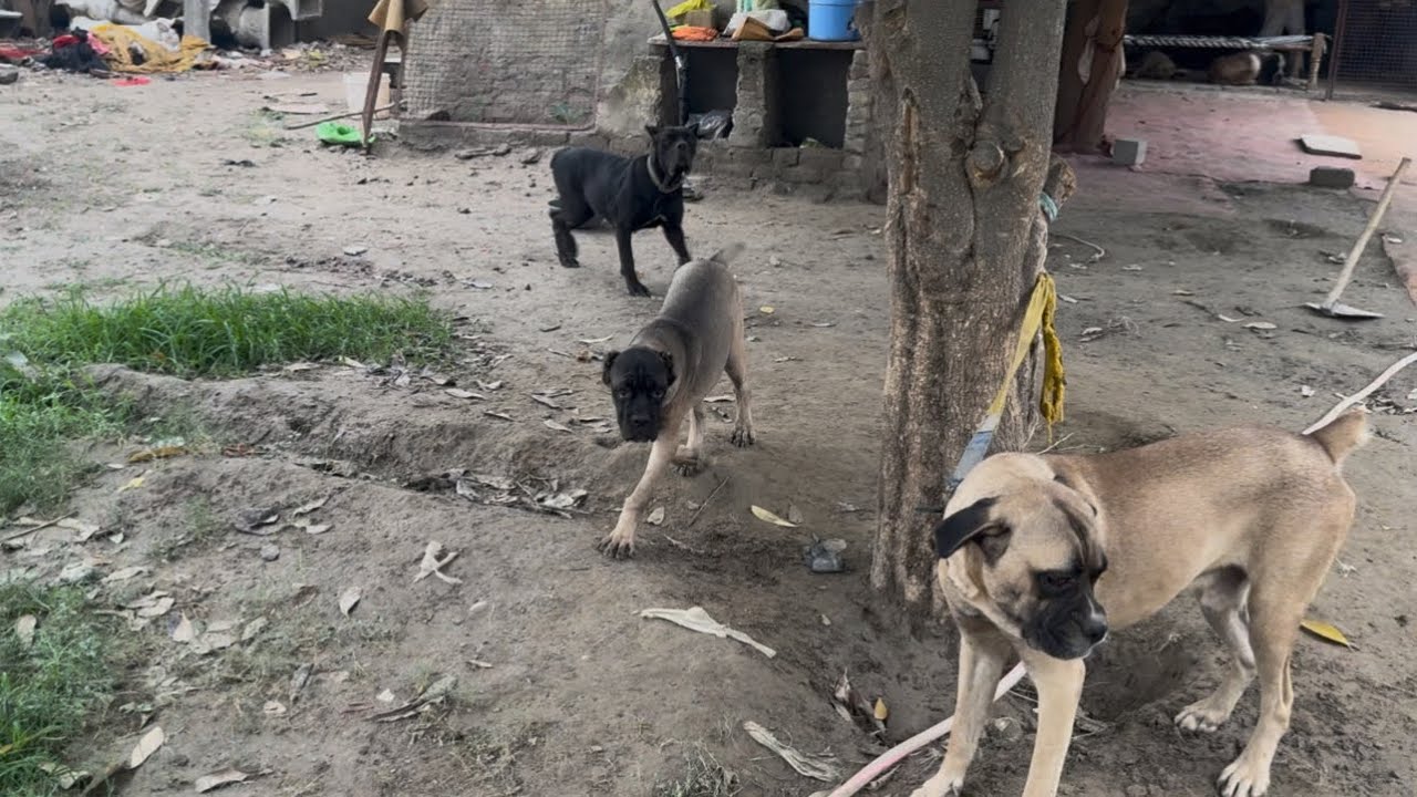 Cane corso kennel | dog kennel in delhi | shadow ko kennel par dene gye 😭