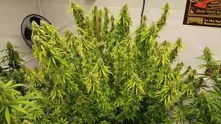 update on the bloom room cannabis frosty fat buds pistils popping trichomes changing