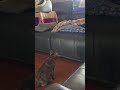 #cat#love#meaow