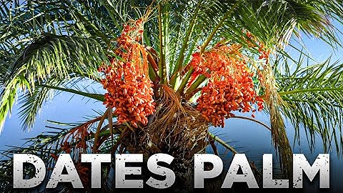 How To Cultivate & Harvest Dates Palm
