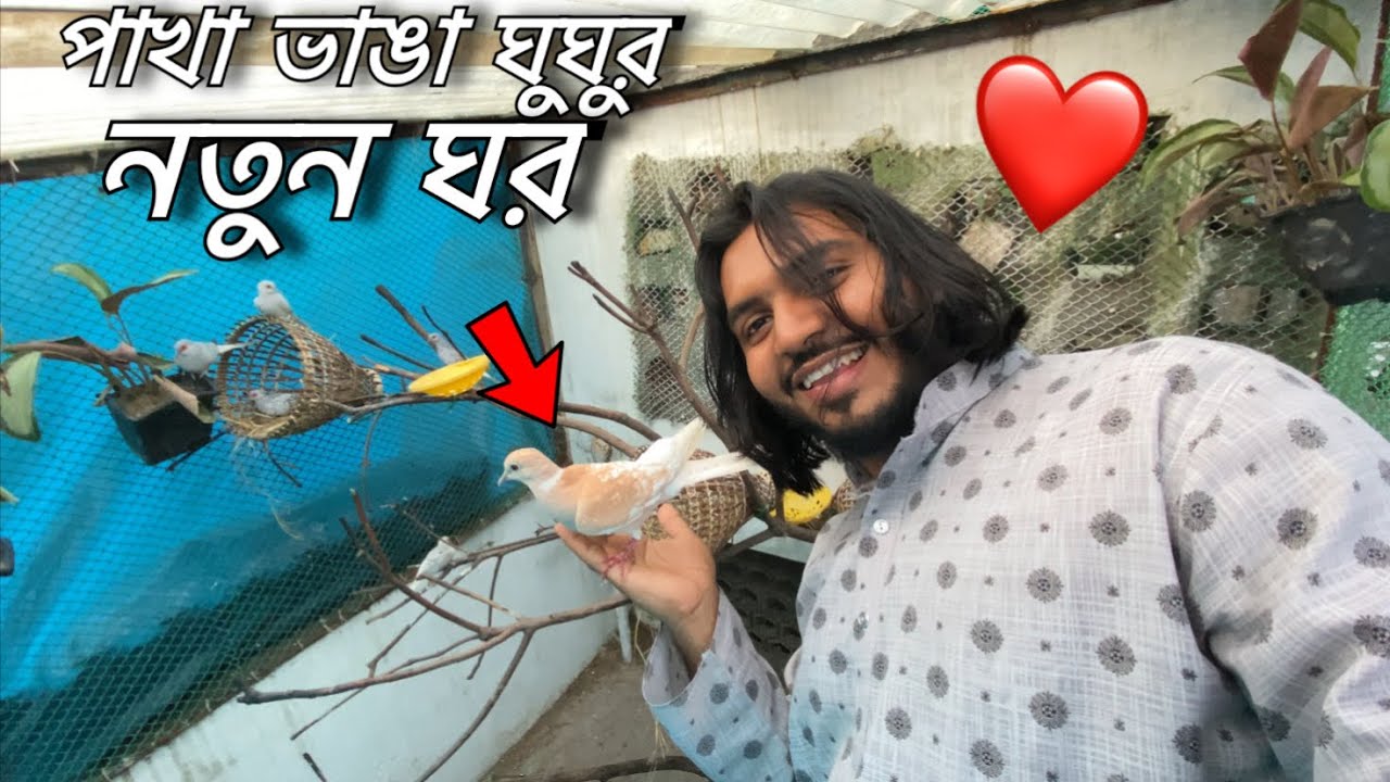 All my Doves in Dove Colony ❤️😍