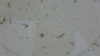 Musluklardan Bu Kez Su Değil Canlı Kurt Aktı