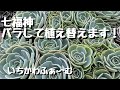 七福神をバラして植え替え