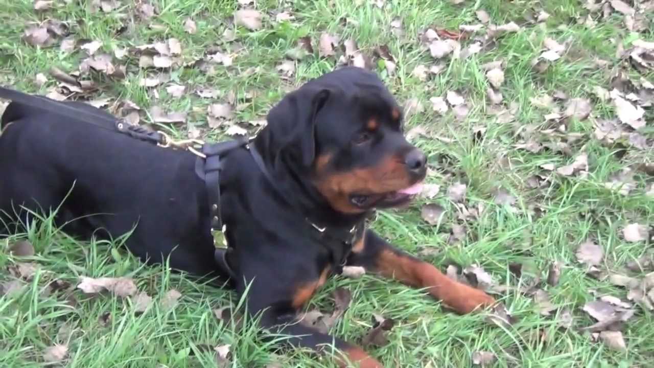 rottweiler body belt