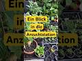 Ein Blick in unsere Anzuchtstation 🌱 so entwickeln sich unsere Pflanzen.