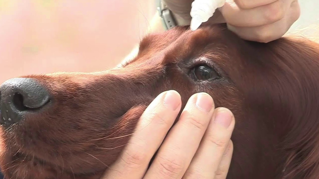 Giving your Dog Eye Drops