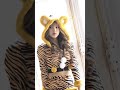 きほちゃん着用!アニマルコスプレ♡ #shorts