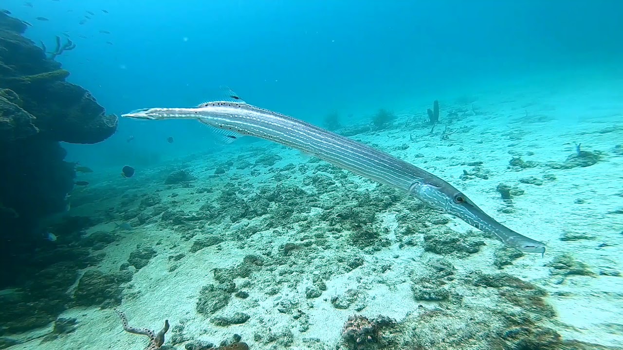 camera iphone 8 plus apk Trumpet Fish & Sea Horse in Barbados