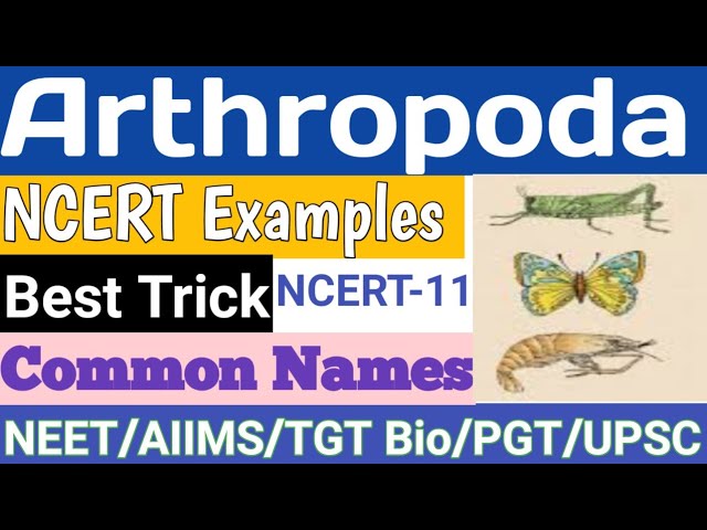 Phylum Arthropoda Kingdom Animalia Biology Class 11 42% OFF Phylum Arthropoda Kingdom Animalia Biology Class 11 42% OFF