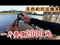 爽呆了 第一隻野場魚就釣到1斤要價2000元的魚~ 元首最愛吃的魚 Taiwan president fish